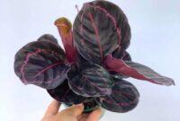 Cara Merawat Calathea Black Lipstick