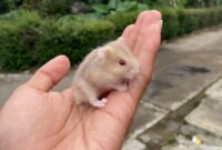 Cara Merawat Hamster